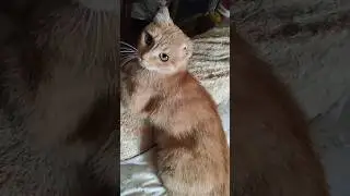 Ей отрезали одно ушко и надрезали второе. но Юта вырвалась. сейчас это в прошлом, ей нужен дом 