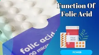 Understanding the Function of Folic Acid in Health