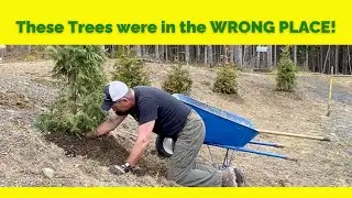 TRANSPLANTING ARBORVITAE | Hillside Plantings