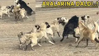 PANİ ORTALIĞI YIKIP GEÇTİ. KENDİDEN İKİ KAT BÜYÜK KÖPEKLERİN ARASINA GİRDİ. TOZU DUMANA KATTILAR
