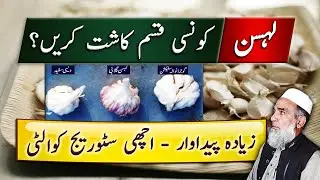 Best varieties of Garlic | Which is best variety of Garlic || Crop Reformer