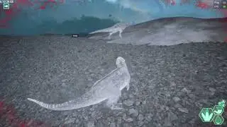 When Pachys can Fly The Isle