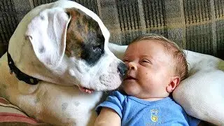 Adorable Babies Playing With Dogs Compilation