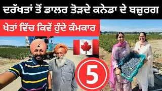 ਦਰੱਖਤਾਂ ਤੋਂ ਡਾਲਰ ਤੋੜਦੇ ਕਨੇਡਾ ਦੇ ਬਜ਼ੁਰਗ 🇨🇦 Farming in Canada | Punjabi Travel Couple | Ripan Khushi