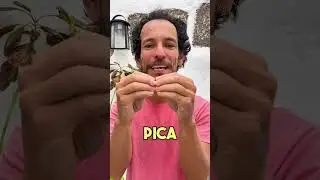 PICA PIEDRA. Un Juego de manos de Pim Pau. #shorts