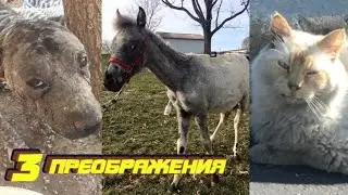 3 НЕВЕРОЯТНЫХ ПРЕОБРАЖЕНИЯ ЖИВОТНЫХ  Фото ДО и ПОСЛЕ, которые вас поразят