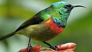 These sunbirds keep singin' their song