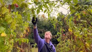 Planting Garlic, Making Dinner, and More!