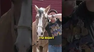 ARTHRITIC Horse LEFT ABANDONED ~ HUGE Reactions to Chiropractic  (Must See)