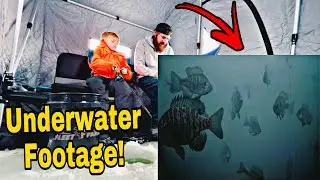 Ice Fishing For The BIGGEST Bluegills On The Underwater Camera!