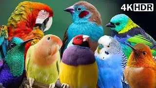 MOST COLORFUL & VIBRANT BIRDS IN THE WORLD | RELAXING BIRD SOUNDS | BREATHTAKING NATURE | 4K HDR