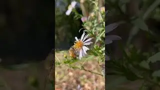 Honeybees at Work