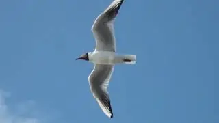ФУТАЖ Чайка в небе