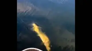 Щука продегустувала приманку прямо біля човна.🎣