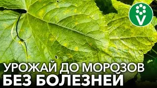 КАК Я СПАС ОГУРЦЫ ОТ ПЕРОНОСПОРОЗА без чудо-средств, а доступными продуктами