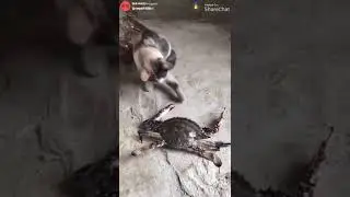 Cat vs crab