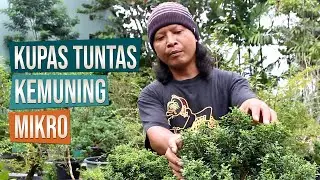 Kupas Tuntas Bahan Bonsai Kemuning Mikro Bersama Mas Catur Bonsai