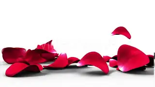 After Effects project - Rose Petals