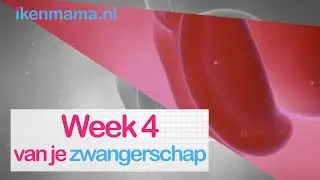 4 weken zwanger? Bekijk symptomen, informatie over de echo en je kindje en je lichaam | ikenmama.nl