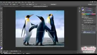 adobe photoshop- how to work with marquee tool demo