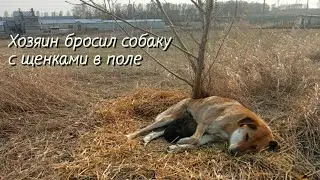 💔😭Беременную собаку хозяин бросил в поле | под кустом она родила щенят |help the dog and puppies