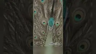 Peacock Facts You Didn't Know #facts #amazingfacts #shortvideo #shorts #birds #birdslover #support