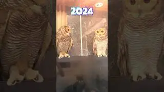 Bibib & Baba 2022 vs 2024 #funnyvideo #cute #cuteanimals #videolucu #owl #funny #cat
