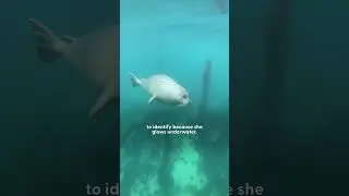 Diver Runs Into Seals On His Cleanup Dives | The Dodo