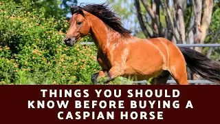 Caspian Horse: Things You Should Know About This Horse Breed