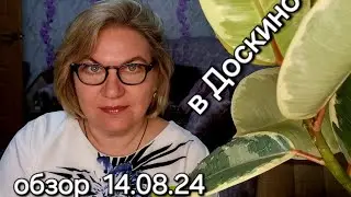 Обзор. Доскинский контент 😁❗️