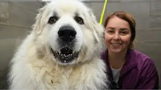 Transform This Stubborn Great Pyrenees With Me | Don't Touch My PAWS!