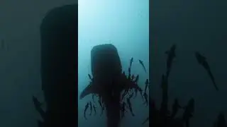 Have you ever seen so many remoras swarming a whale shark? IG: @sebastian_staines