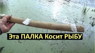 РЫБА В ШОКЕ!!! РЫБАКИ НЕ ВЕРЯТ. КИНУЛ ПАЛКУ ВЕДРО РЫБЫ. Рыбалка на палку.