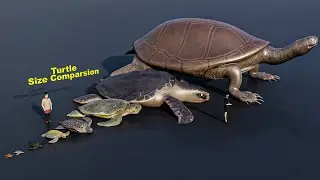 Turtle Size Comparsion | 3D Animation  #animals #animation