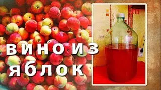 Домашнее вино из яблок