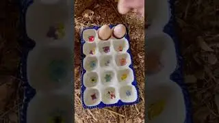 Collecting #FarmFresh #Eggs! 🐔❤️✨ #chicktok #farm #homestead