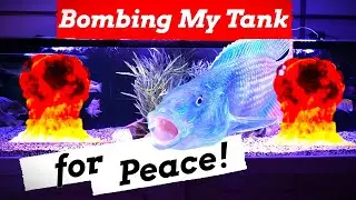 MAJOR MOVES in the 300 Gallon AFRICAN CICHLID TANK to *STOP AGGRESSION!*