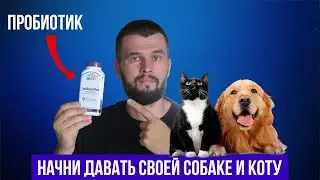 Лучший пробиотик для собак и котов