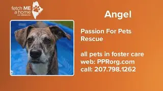 Fetch ME A Home: Angel