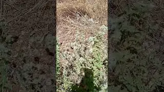 Wild zaatar flowering + honey bees