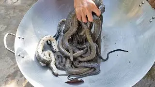 Wow Best Recipe Snake Cooking Soup