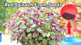 How to grow Red Spinach from seeds in container || Superfood Red Amaranth grow and harvesting