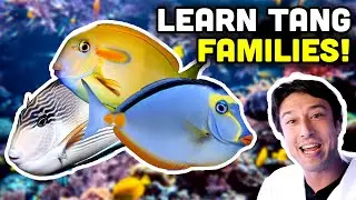 Talking Fish: Tang Tribes, Getting To Know Them Better!