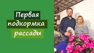 Очень важная, первая подкормка рассады