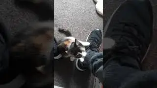 Kizzy The Kitten Trying To Get In My Trainer