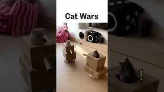 Cat Wars