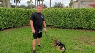 German Shepherd Puppy 6 months - How to Train your German Shepherd Dog - Hadley Introduction