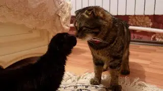 Взрослый кот не принимает котенка. Кот напал на меня.