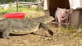 LIZARD walks inside Pig Pen--has PIG FOR DINNER