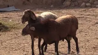 Гиссарские овцы  Ходжи Сафара Ромити и его сына Ходжи Махмуда